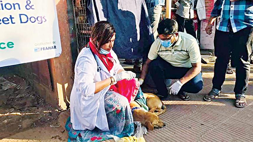 stray-dogs-at-Chattogram.jpg