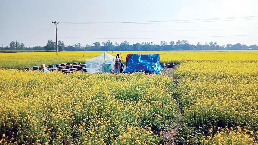mustard-flower-1.jpg