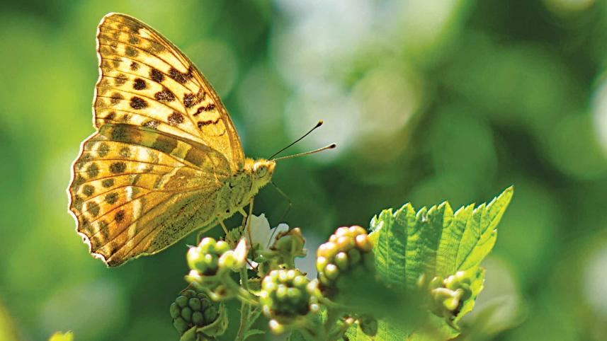 butterfly.jpg