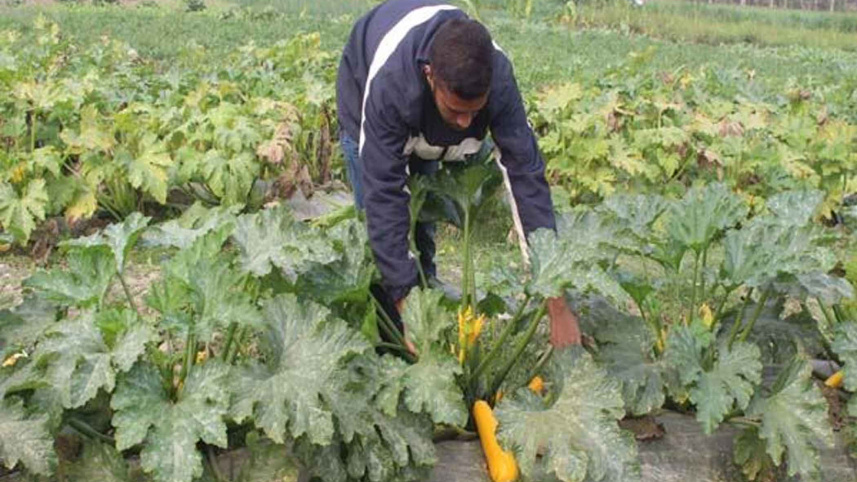squash-field.jpg