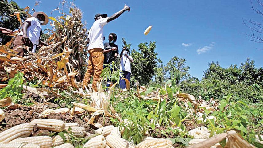 Farmers-harvest.jpg