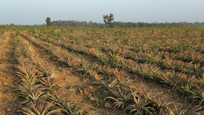 Modhupur-forest.jpg