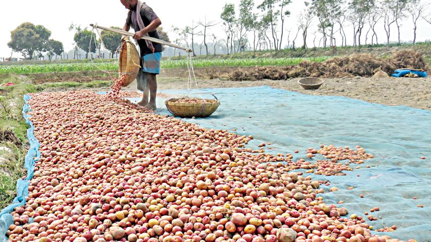 Potato-farmers.jpg