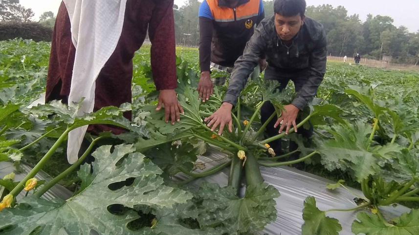 veg.jpg