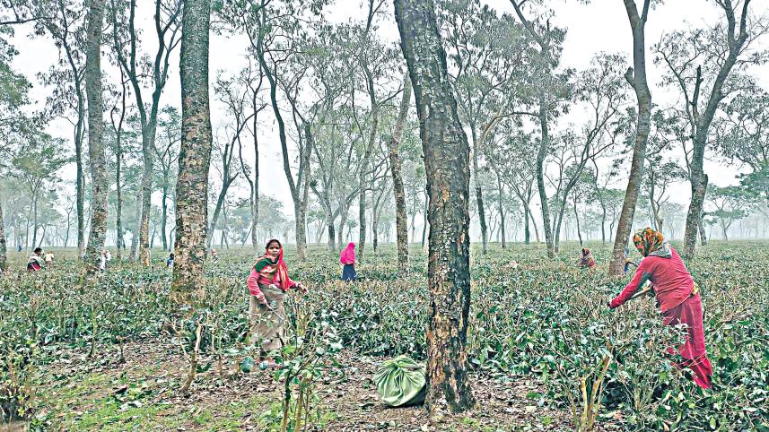 tea-plants.jpg