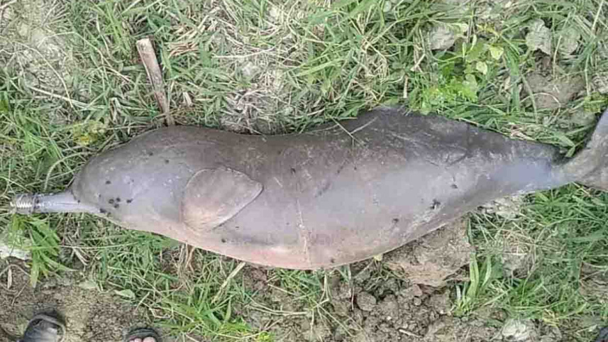 dolphin.jpg