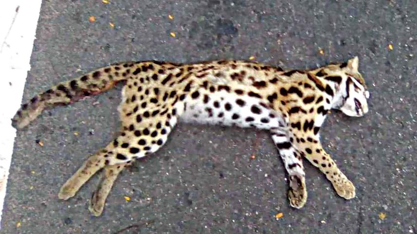 leopard.jpg