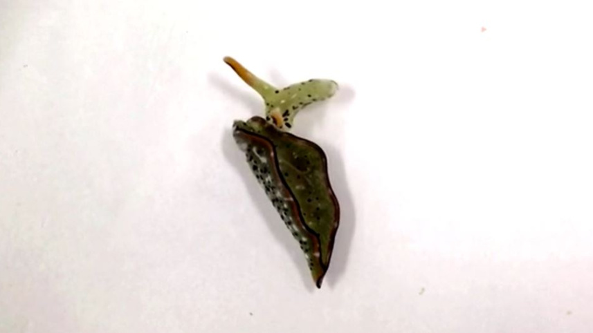 slug.JPG