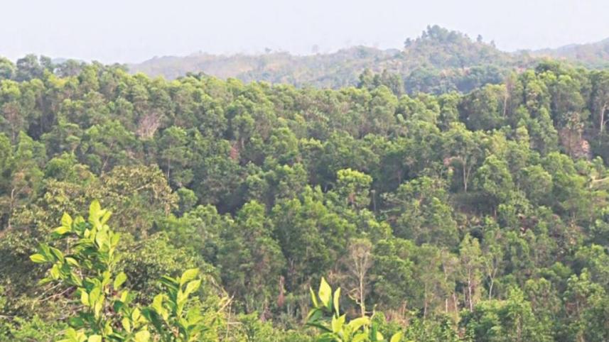 forest_4.jpg