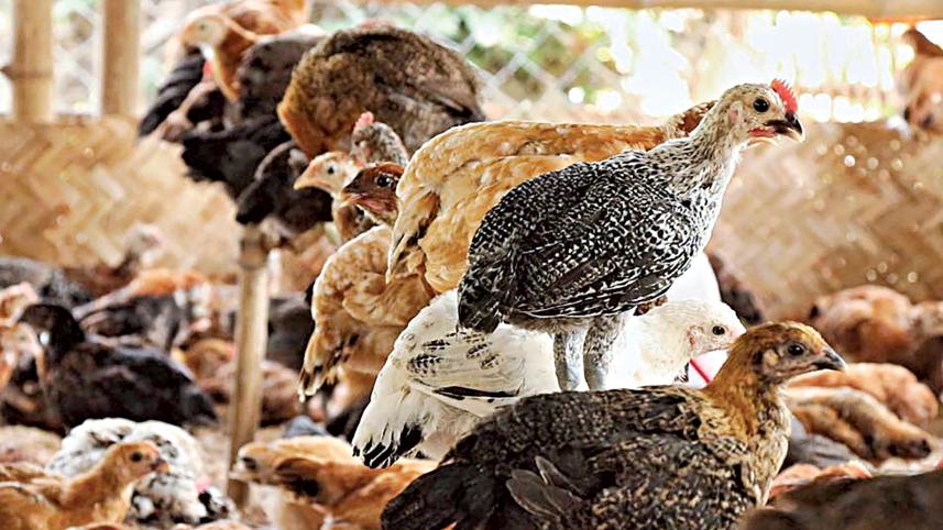 chicken-meat.jpg