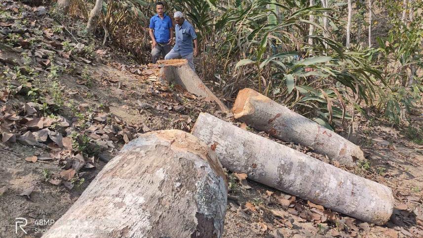 timber.jpg