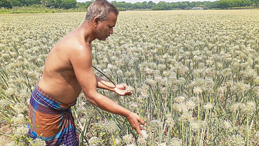 Onion-seeds.jpg
