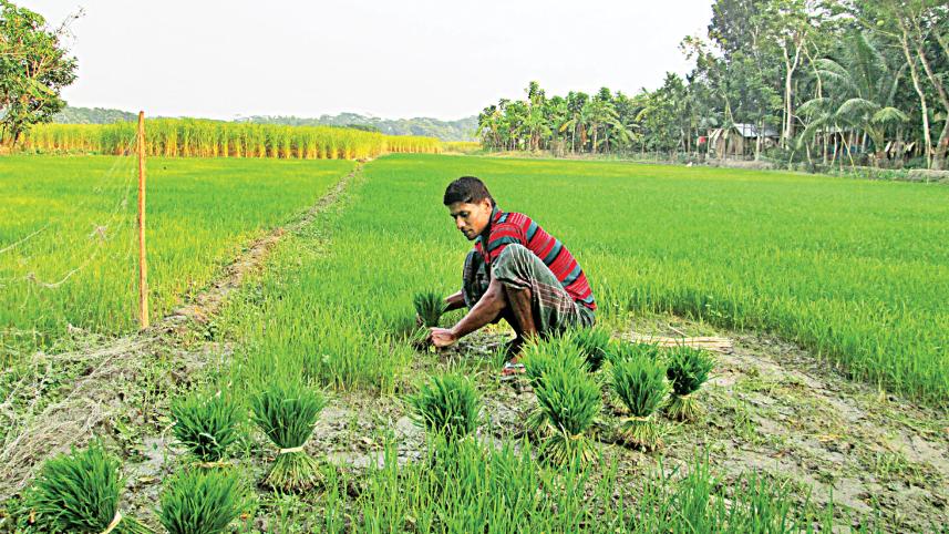 The-farm-sector.jpg