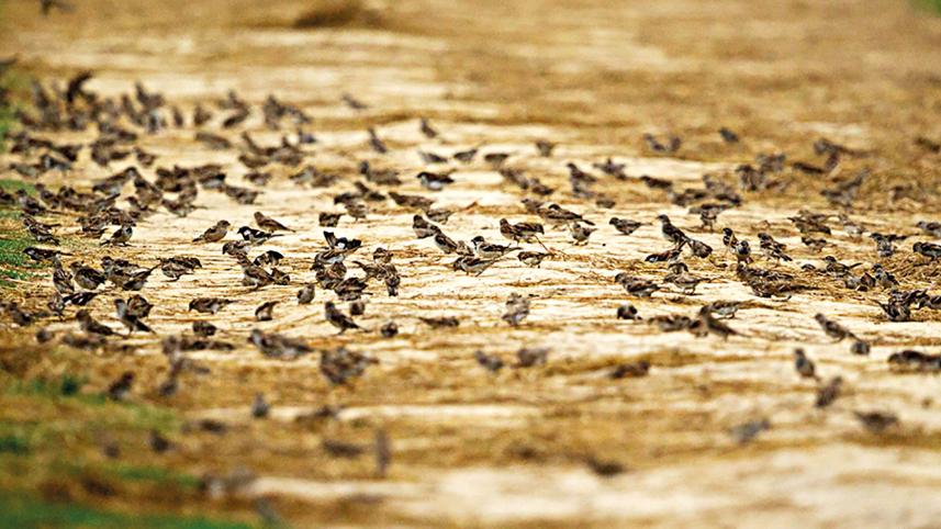 House-Sparrows.jpg