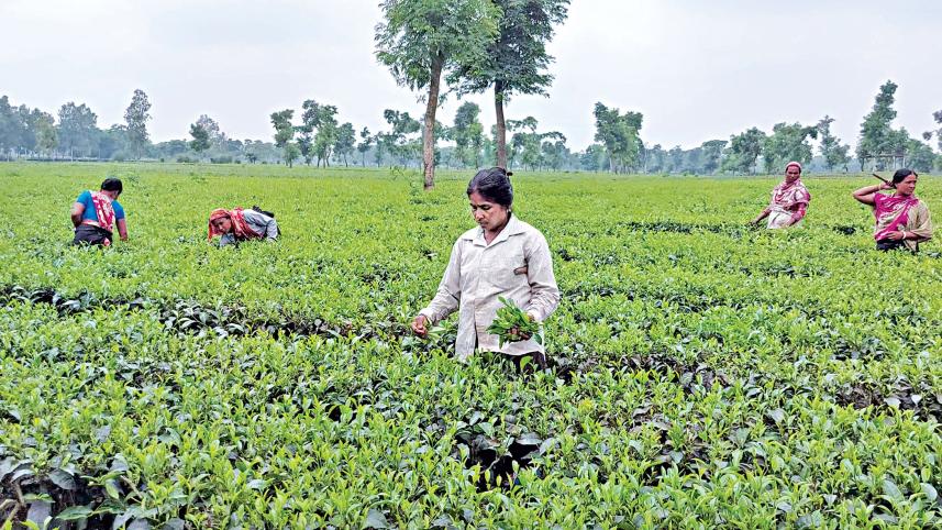 Thakurgaon.jpg
