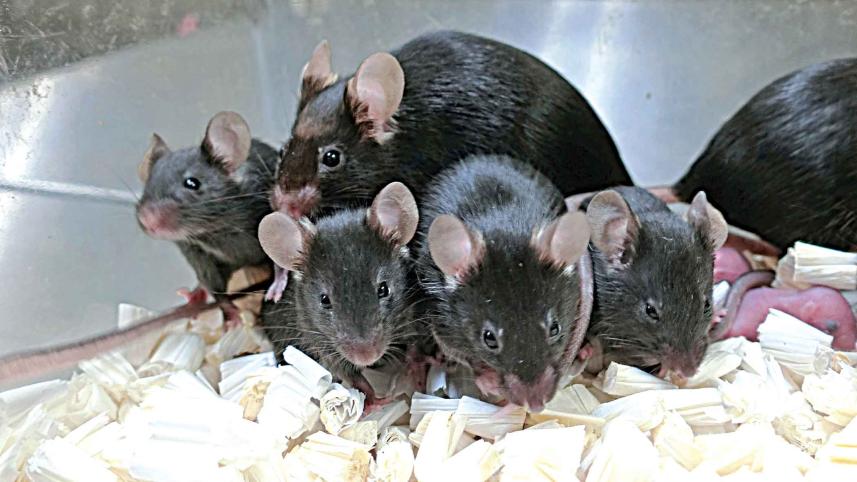 rat.jpg