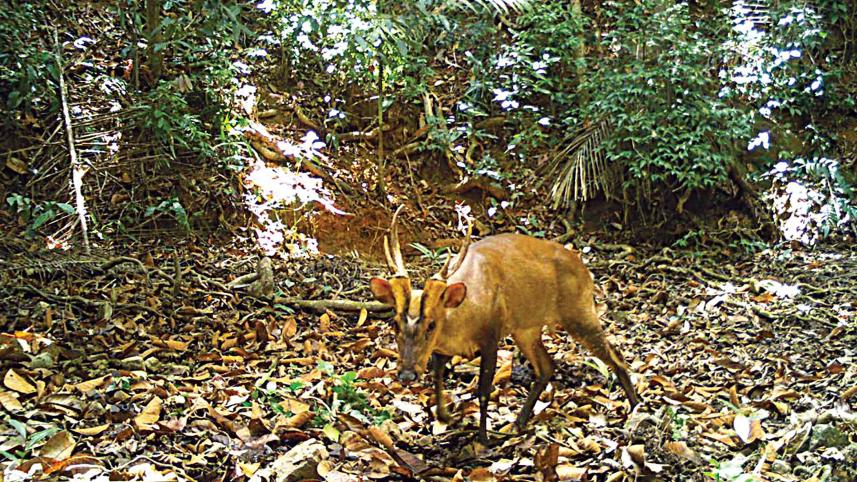 deer.jpg