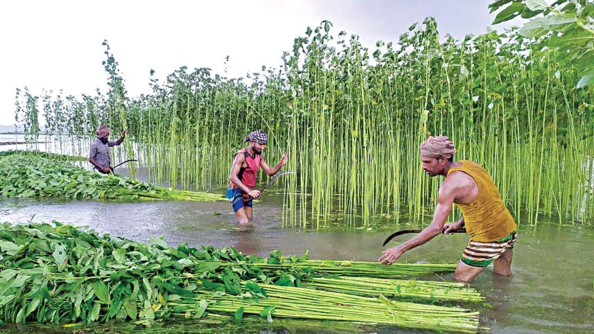jute.jpg