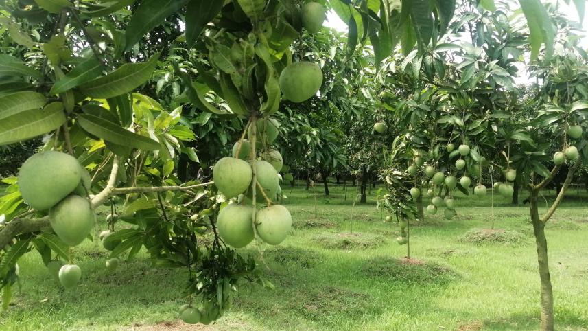 Haribhanga-Mango.jpg