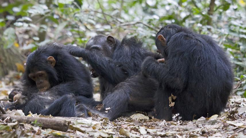 800px-Gombe_Stream_NP_gegenseitiges_Lausen.jpg