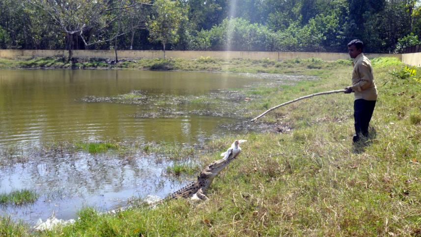 A crocodile.jpg