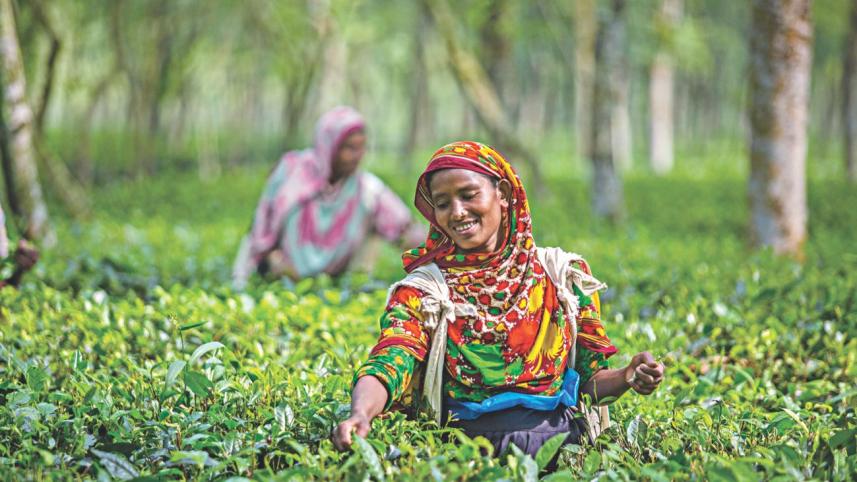 A tale of tea