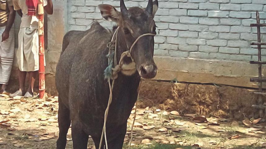 Another nilgai Naogaon.jpg