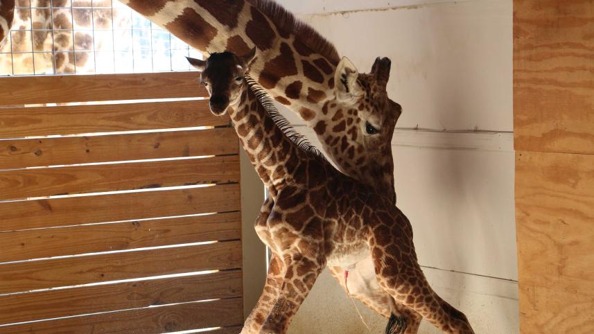 April-giraffeWB.jpg