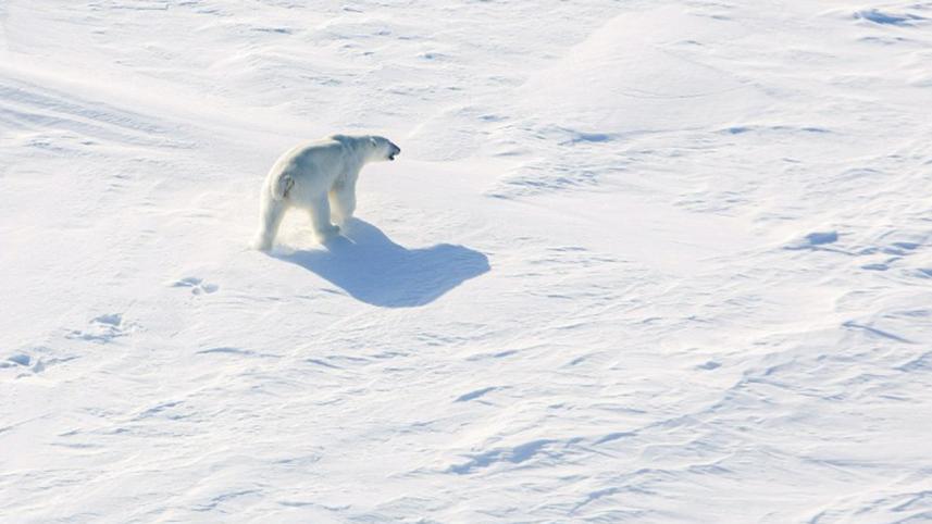 Arctic.jpg