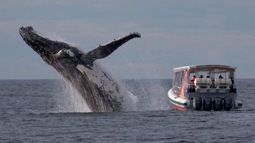 Australia-whaleWB.jpg