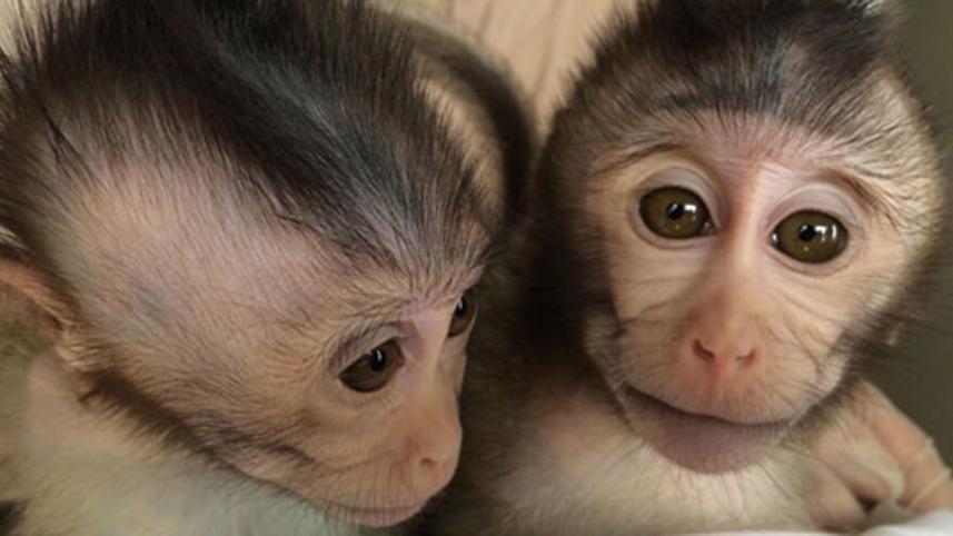 autistic.monkeysx519-web.jpg