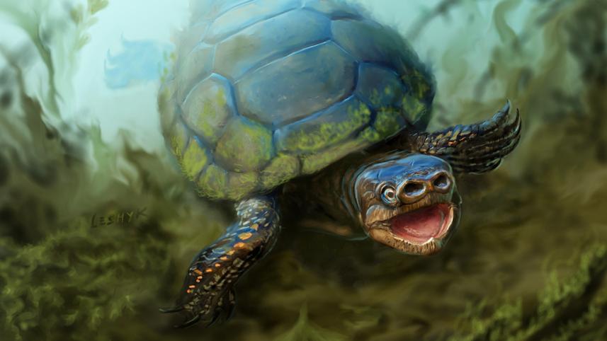 bacon turtle utah