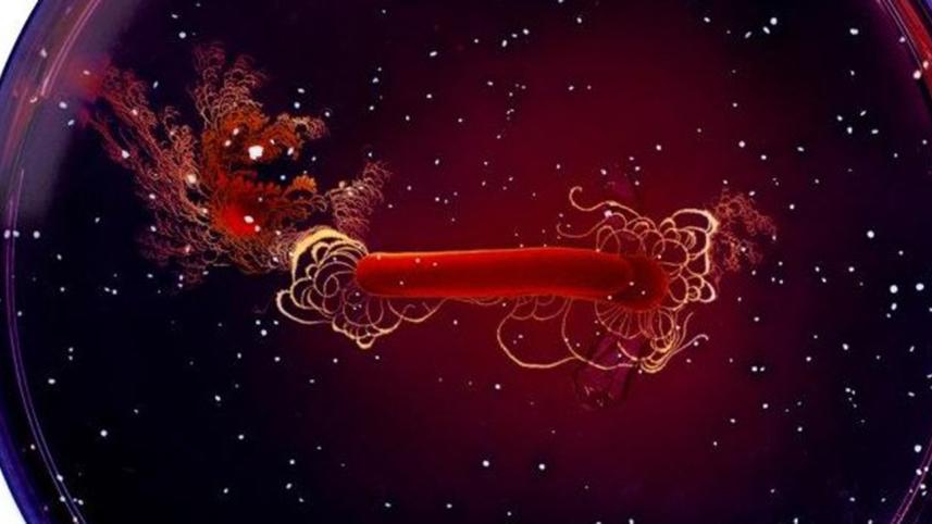 bacteria.jpg