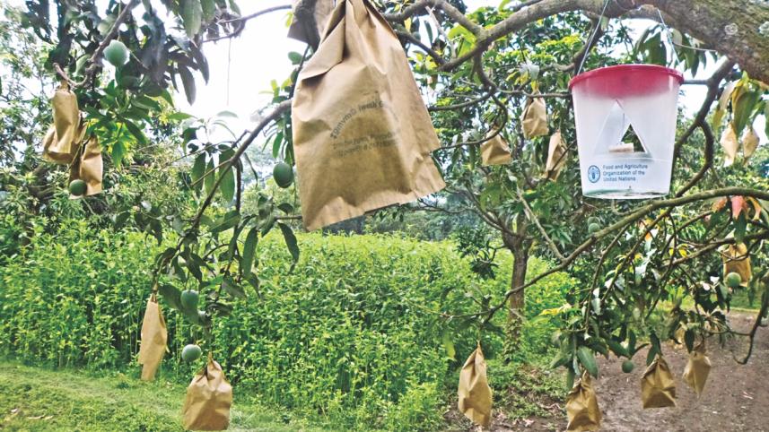 bagging mango.jpg