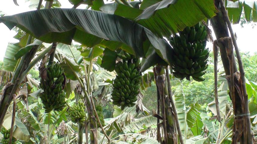 banana.jpg