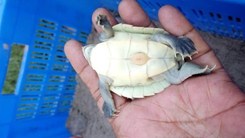 batagur_baska_hatch_2.jpg