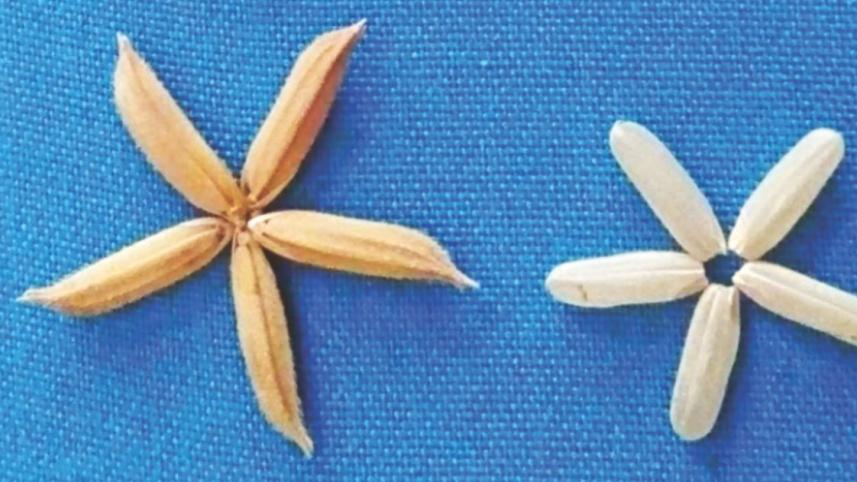 Biotech rice in Bangladesh