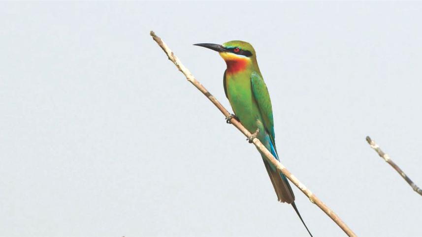 bird.jpg