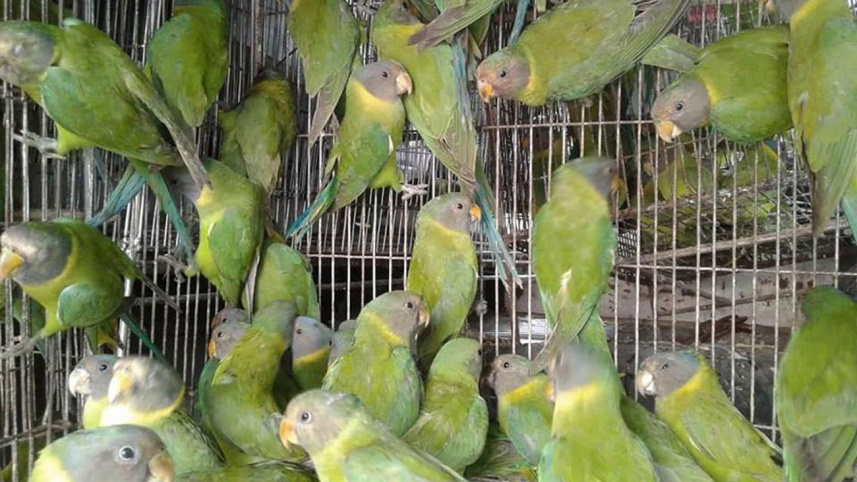 birds-wb.jpg