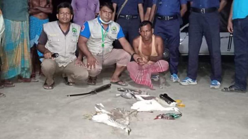 wild birds dead