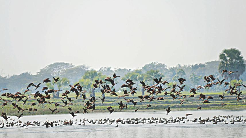 birds.jpg