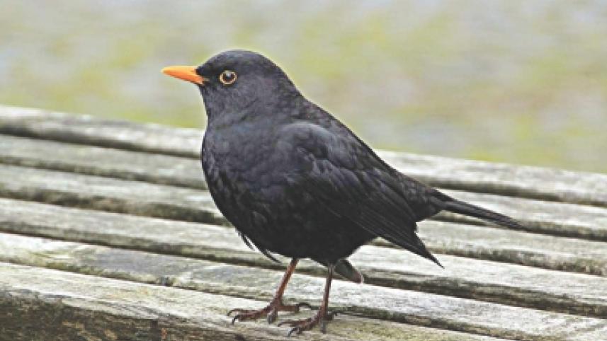 black bird.jpg