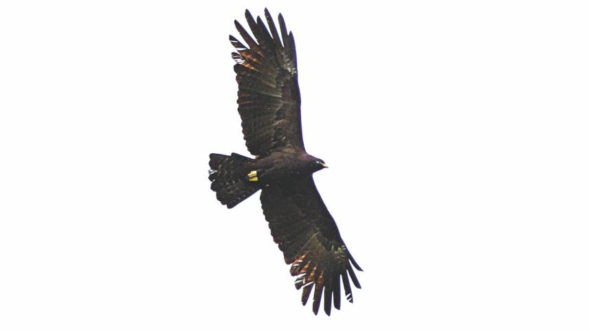 black eagle.jpg