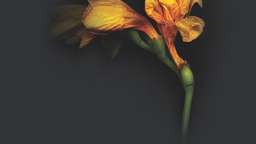 Bloody Freesia