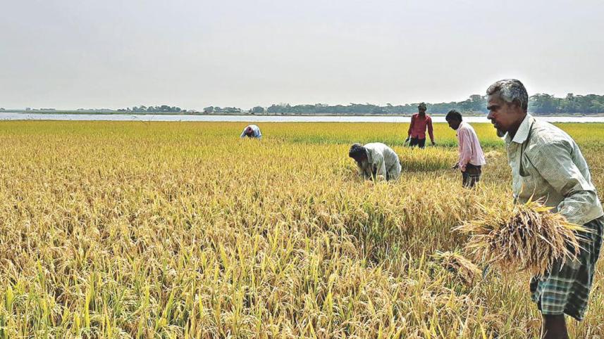 boro_harvest_0.jpg