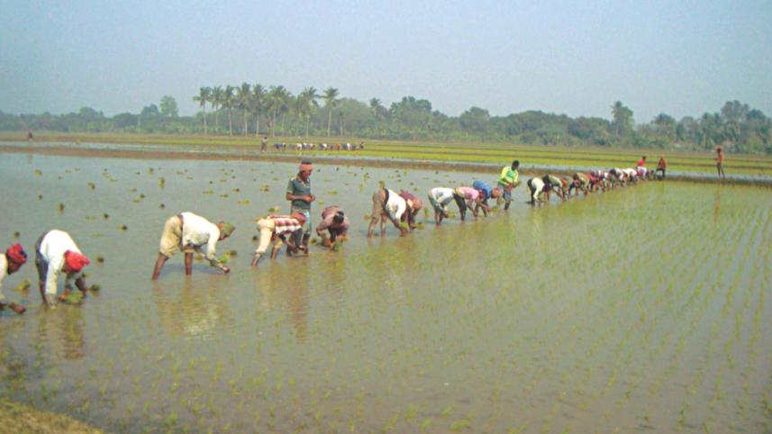 boro paddy.jpg