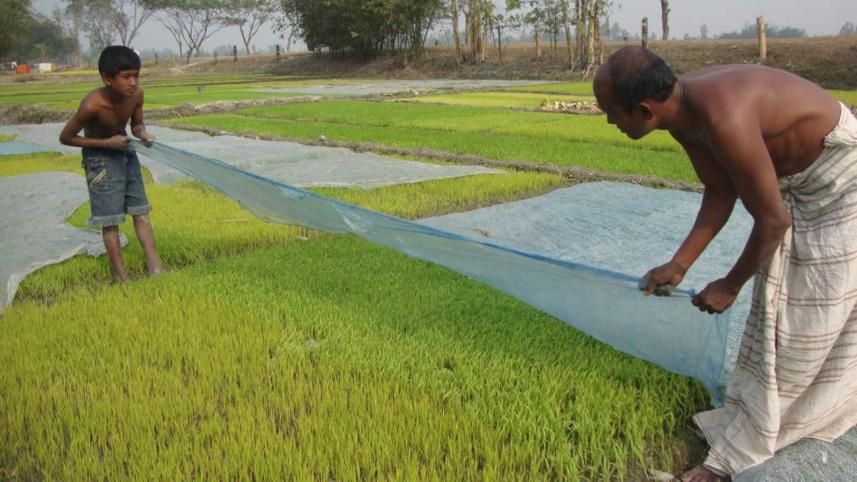 boro seedbeds 1.jpg