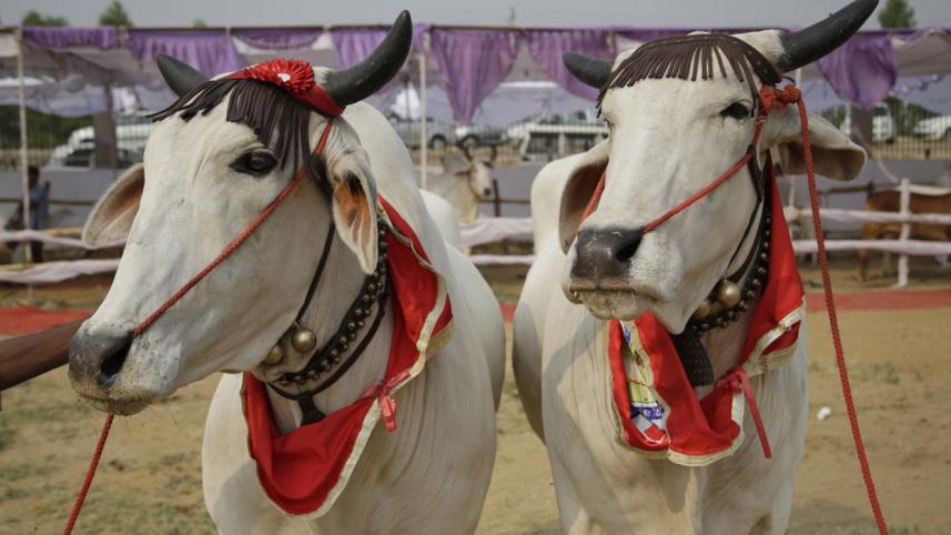 bovine-beauties-web.jpg