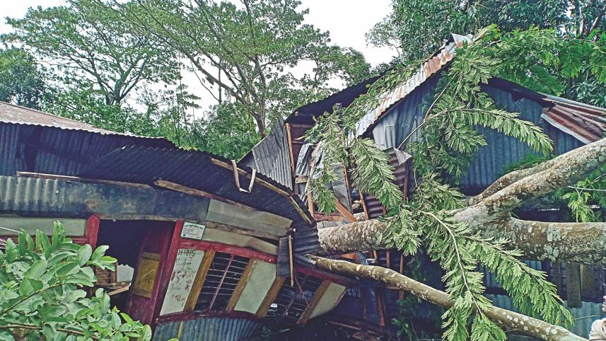bulbul attack.jpg
