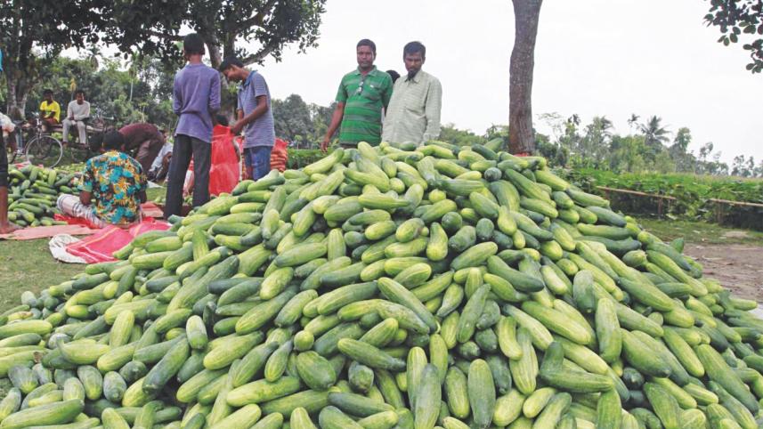 Bumper-cucumber.jpg